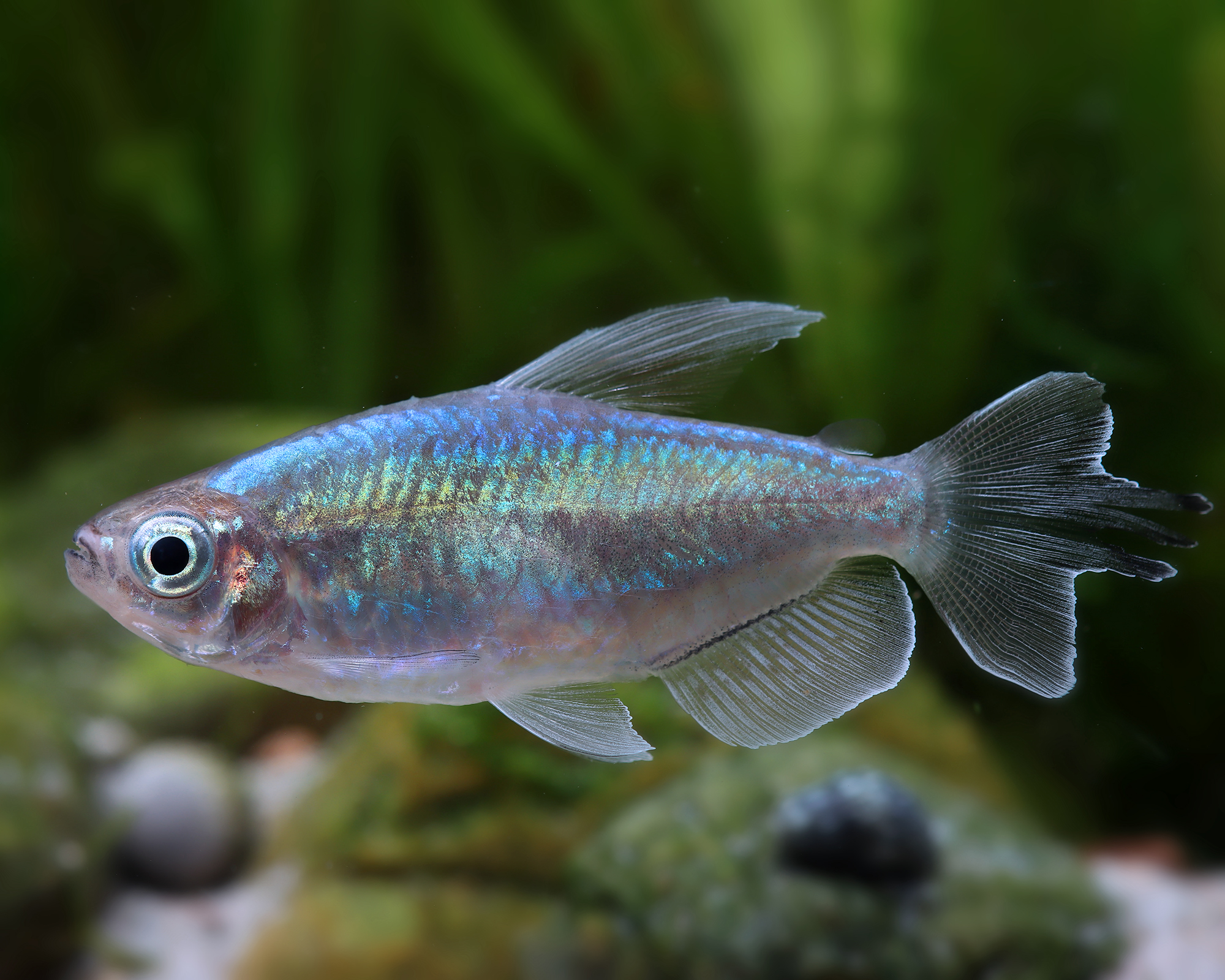 Phenacogrammus interruptus (Congo Tetra)